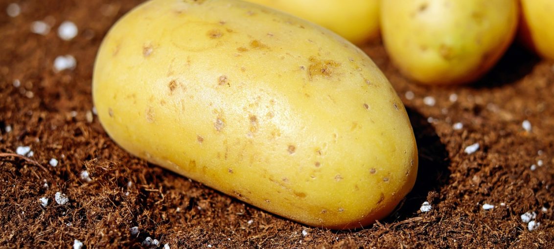 Jak posadzić ziemniaki?